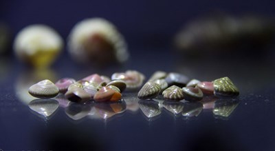  موزه صدف اصفهان شهرستان اصفهان استان اصفهان