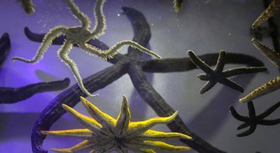 موزه صدف اصفهان -  شهر اصفهان