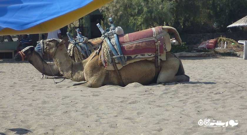 سرگرمی ساحل شتر شهر ترکیه کشور بدروم