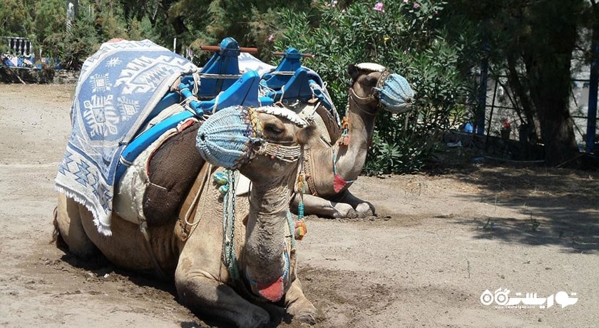 سرگرمی ساحل شتر شهر ترکیه کشور بدروم