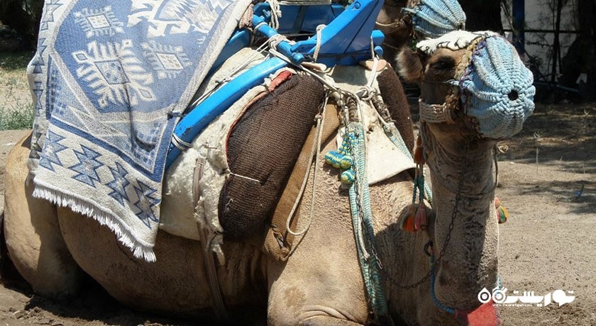 سرگرمی ساحل شتر شهر ترکیه کشور بدروم