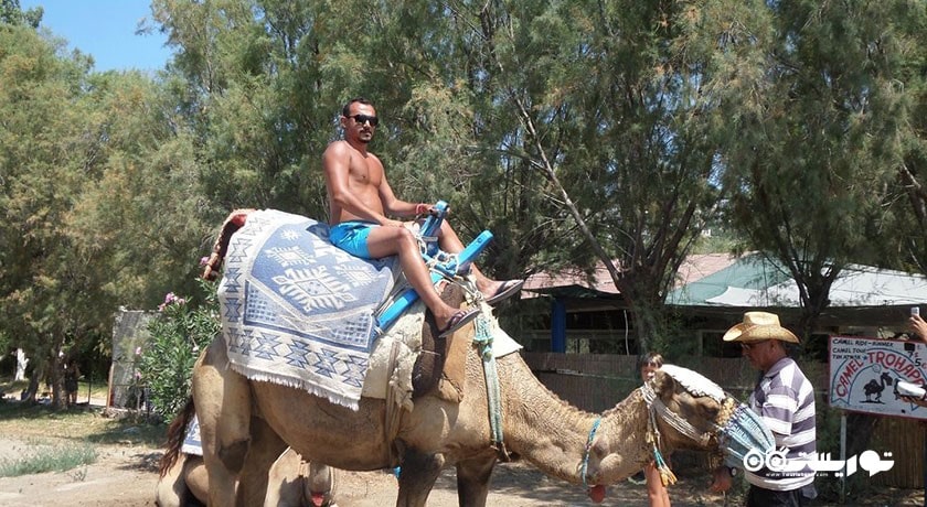 سرگرمی ساحل شتر شهر ترکیه کشور بدروم