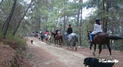 سرگرمی اسب سواری در بدروم شهر ترکیه کشور بدروم