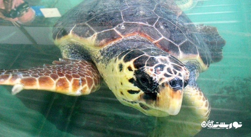 سرگرمی ساحل ایزتوزو (ساحل لاکپشت) شهر ترکیه کشور مارماریس