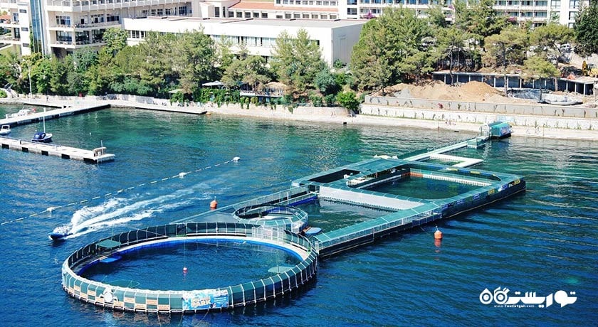 سرگرمی دلفین لند شهر ترکیه کشور مارماریس