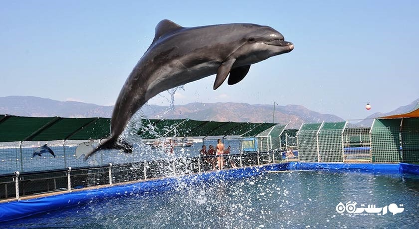 سرگرمی دلفین لند شهر ترکیه کشور مارماریس