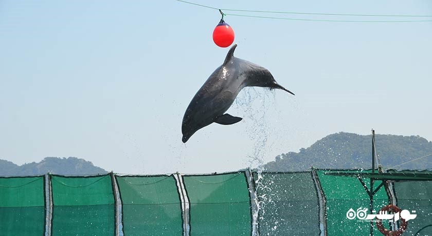 سرگرمی دلفین لند شهر ترکیه کشور مارماریس