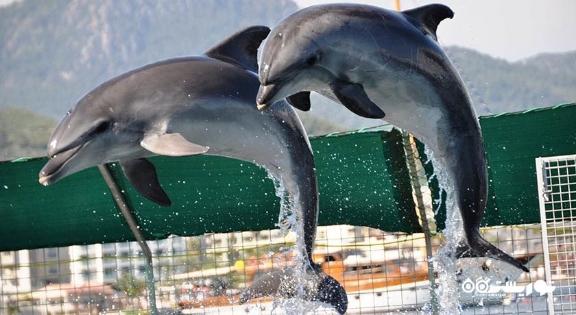 دلفین لند -  شهر مارماریس