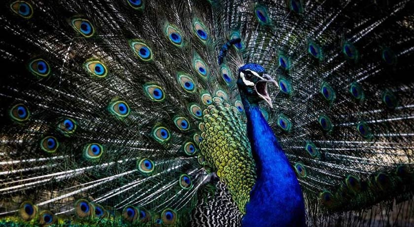  باغ پرندگان اصفهان شهر اصفهان استان اصفهان