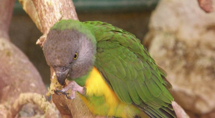  باغ پرندگان اصفهان شهر اصفهان استان اصفهان