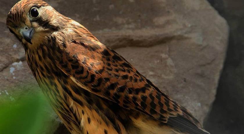  باغ پرندگان اصفهان شهر اصفهان استان اصفهان