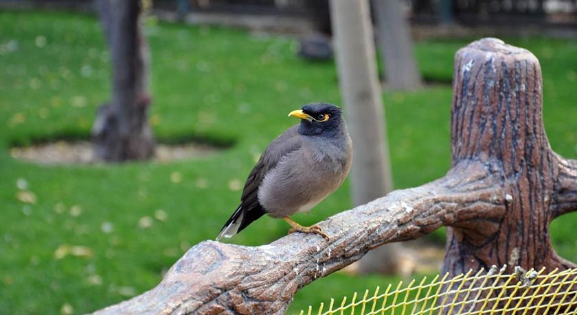 باغ پرندگان اصفهان -  شهر اصفهان