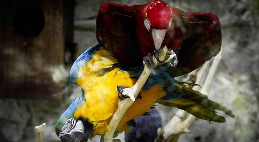  باغ پرندگان اصفهان شهر اصفهان استان اصفهان