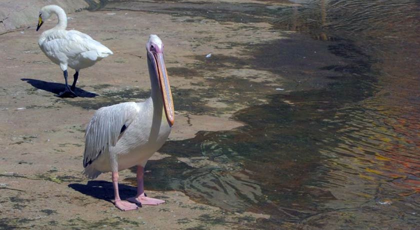  باغ پرندگان اصفهان شهر اصفهان استان اصفهان