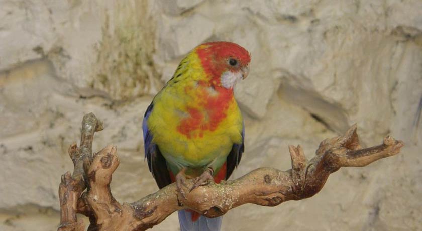 باغ پرندگان اصفهان -  شهر اصفهان