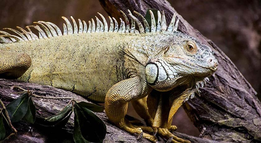  باغ خزندگان شهر اصفهان استان اصفهان