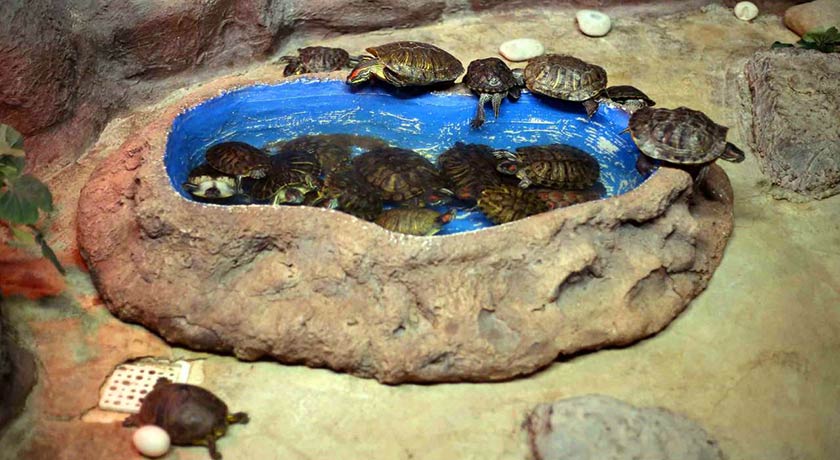  باغ خزندگان شهر اصفهان استان اصفهان