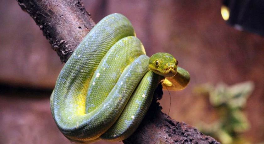  باغ خزندگان شهر اصفهان استان اصفهان