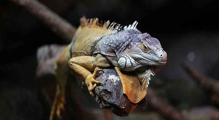  باغ خزندگان شهر اصفهان استان اصفهان