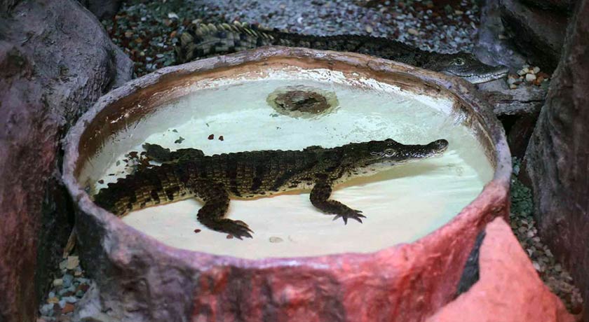  باغ خزندگان شهر اصفهان استان اصفهان