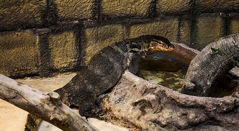  باغ خزندگان شهر اصفهان استان اصفهان