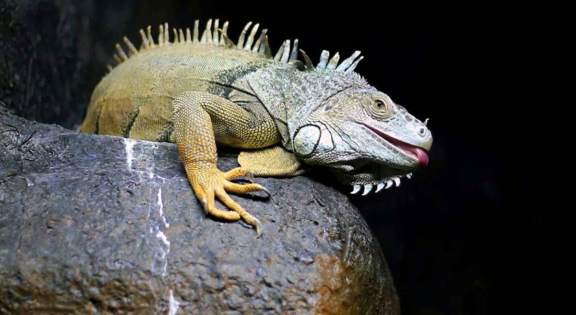  باغ خزندگان شهر اصفهان استان اصفهان