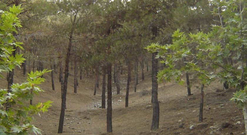  پارک جنگلی لویزان شهر تهران استان تهران