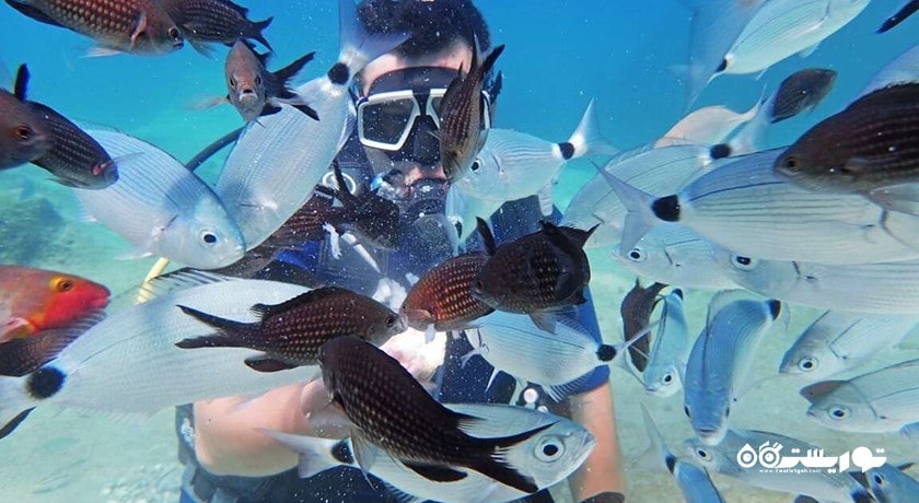 سرگرمی غواصی در آلانیا شهر ترکیه کشور آلانیا