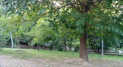  پارک  طالقانی شهر تهران استان تهران