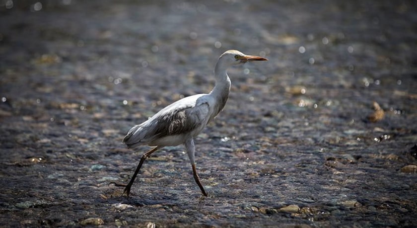  پارک ملی خجیر شهر تهران استان تهران