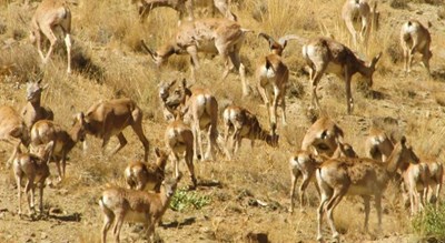  پارک ملی خجیر شهر تهران استان تهران