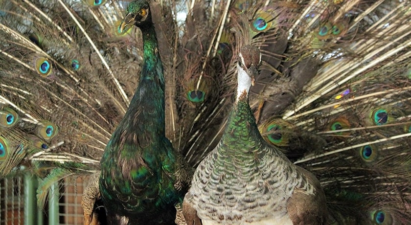  موزه تاریخ طبیعی اصفهان شهرستان اصفهان استان اصفهان