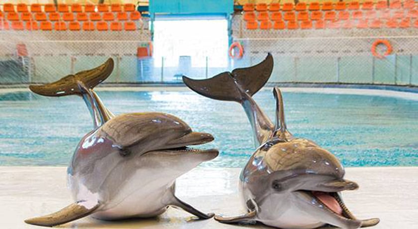  دلفیناریوم برج میلاد شهر تهران استان تهران