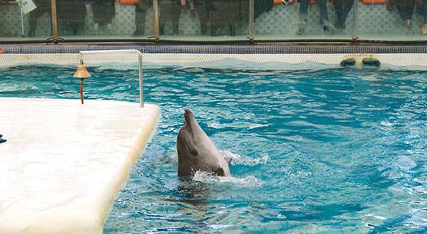  دلفیناریوم برج میلاد شهر تهران استان تهران