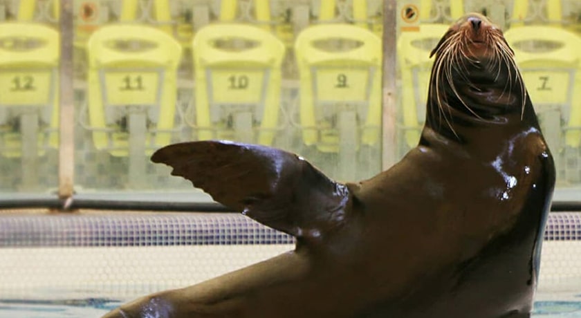  دلفیناریوم برج میلاد شهر تهران استان تهران