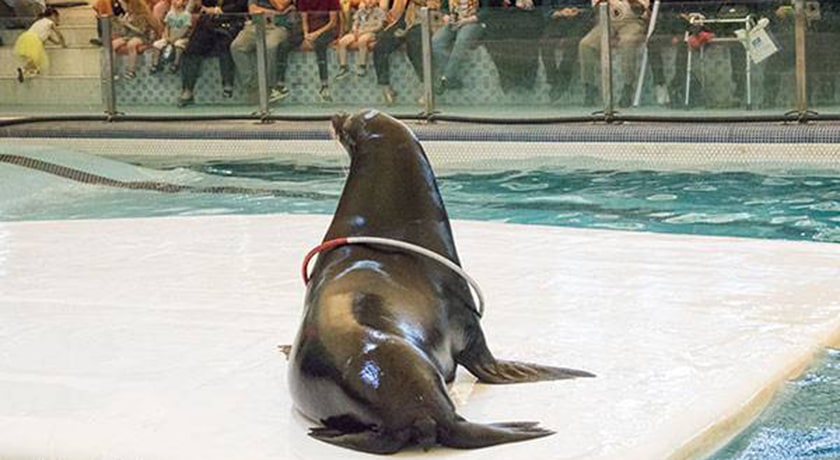  دلفیناریوم برج میلاد شهر تهران استان تهران