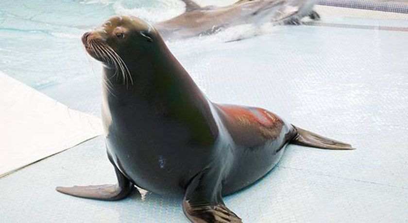 دلفیناریوم برج میلاد -  شهر تهران