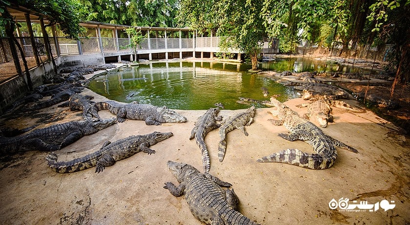 سرگرمی پارک سنگی چند میلیون ساله و مزرعه کروکدیل پاتایا شهر تایلند کشور پاتایا
