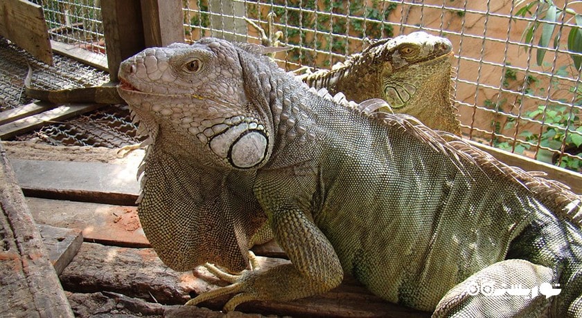 سرگرمی باغ گیاهان دارویی پاتایا شهر تایلند کشور پاتایا