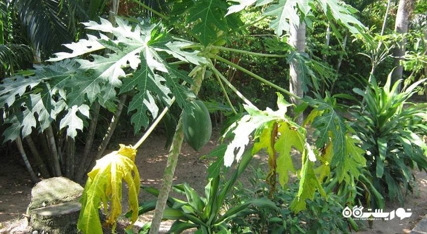 سرگرمی باغ گیاهان دارویی پاتایا شهر تایلند کشور پاتایا