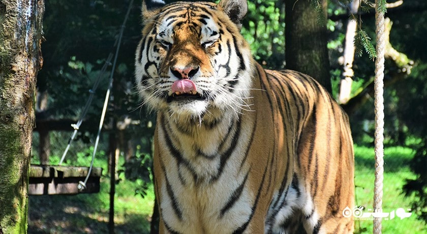 سرگرمی باغ وحش ببر سریراچا شهر تایلند کشور پاتایا