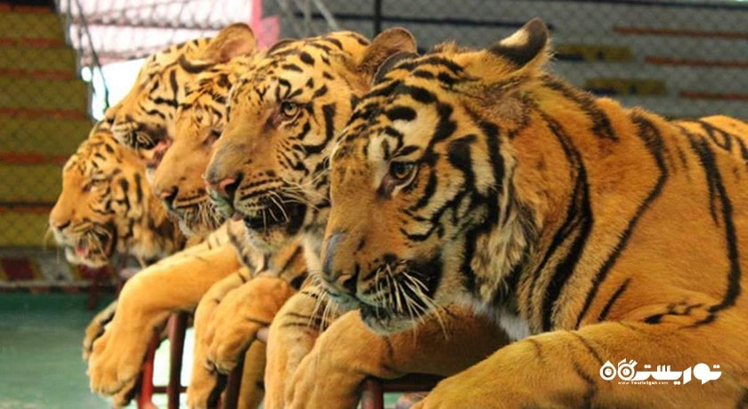 سرگرمی باغ وحش ببر سریراچا شهر تایلند کشور پاتایا