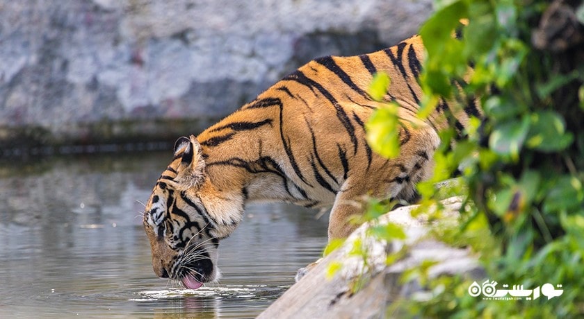 سرگرمی باغ وحش ببر سریراچا شهر تایلند کشور پاتایا