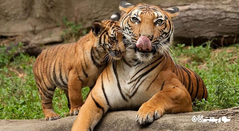 سرگرمی باغ وحش ببر سریراچا شهر تایلند کشور پاتایا