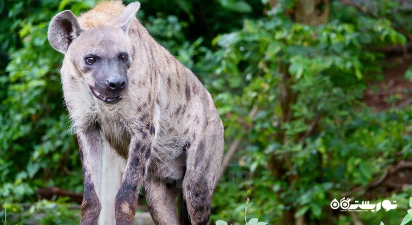 باغ وحش کائو کویی -  شهر پاتایا