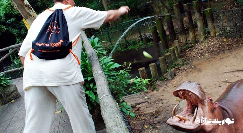 سرگرمی باغ وحش کائو کویی شهر تایلند کشور پاتایا