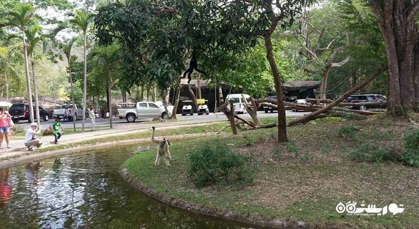 سرگرمی باغ وحش کائو کویی شهر تایلند کشور پاتایا