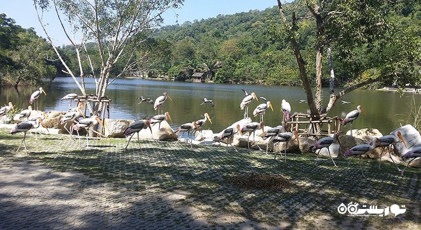 سرگرمی باغ وحش کائو کویی شهر تایلند کشور پاتایا