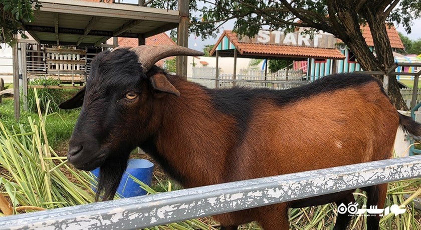 سرگرمی مزرعه گوسفند سوئیسی شهر تایلند کشور پاتایا