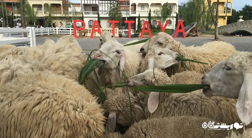 سرگرمی مزرعه گوسفند سوئیسی شهر تایلند کشور پاتایا